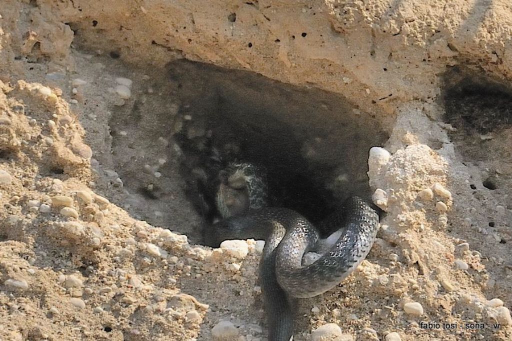 Il caparbio: predazione di biacco (foto-racconto)